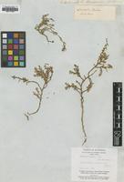 Type of Hemichroa diandra R.Br. [family AMARANTHACEAE]