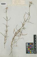 Type of Gomphrena flaccida R.Br. [family AMARANTHACEAE]