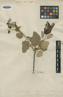 Type? of Quercus suber L. [family FAGACEAE]