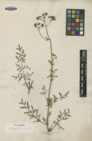 Type of Ruta montana Mill. [family RUTACEAE]