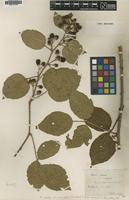 Type of Rubus radula Fisch.-Oost. var. morifolius [family ROSACEAE]