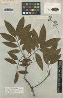 Type of Matayba spruceana (Hook.) Radlk. [family SAPINDACEAE]