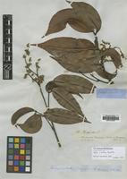 Isotype of Talisia firma Radlk. [family SAPINDACEAE]