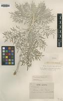 Type of Centaurea ucriae Lacaita [family ASTERACEAE]