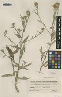 Type of Centaurea pseudospuria J.Wagner [family ASTERACEAE]