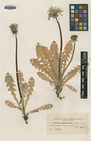 Type of Taraxacum huelphersianum Dahlst. [family ASTERACEAE]