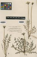 Type of Taraxacum lacistophyllum (Dahlst.) Raunk. [family ASTERACEAE]