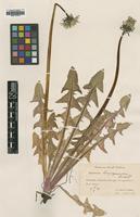 Type of Taraxacum longisquameum H.Lindb. [family ASTERACEAE]