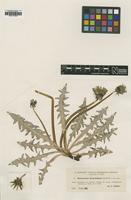 Type of Taraxacum densilobum Dahlst. [family ASTERACEAE]