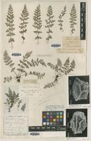 Lectotype of Asplenium pekinense Hance [family ASPLENIACEAE]