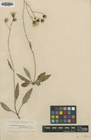 Type of Hieracium murorum Dahlst. ssp. melanostictum [family ASTERACEAE]