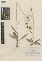 Type of Hieracium vulgatum Lindeb. var. coarctatum [family ASTERACEAE]