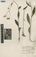 Type of Hieracium mutilatum Omang var. sundalicum [family ASTERACEAE]