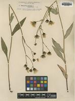 Type of Hieracium dovrense Dahlst. ssp. oxyphyllum [family ASTERACEAE]