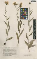 Type of Hieracium sparsifolium Lindeb. [family ASTERACEAE]