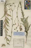 Type of Hieracium umbelliforme Vuk. [family ASTERACEAE]