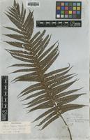 Isotype of Alsophila lepifera J.Sm. [family CYATHEACEAE]