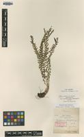 Type of Polystichum tenerifrons C.Chr. [family DRYOPTERIDACEAE]
