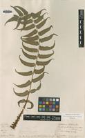 Type of Cyrtomium fortunei J.Sm. [family DRYOPTERIDACEAE]