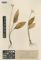 Type? of Allium ursinum Oksner & Kleopow ssp. ucrainicum [family AMARYLLIDACEAE]