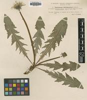 Type? of Taraxacum stictophyllum Dahlst. [family ASTERACEAE]