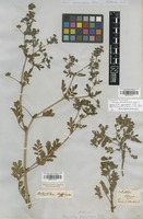 Filed as Potentilla supina L. [family ROSACEAE]