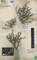 Lectotype of Polycnemum sclerospermum Pall. [family CHENOPODIACEAE]