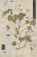 Filed as Erodium trifolium (Cav.) Guitt. [family GERANIACEAE]