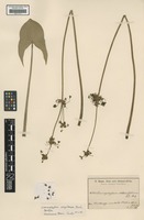 Syntype of Limnophyton angolense Buchenau [family ALISMATACEAE]