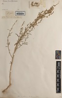 Syntype of Chenopodium olidum S.Watson [family CHENOPODIACEAE]
