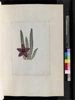 Stapelia L., species from South Africa