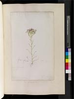 Disa atricapilla (Harv. ex Lindl.) Bolus, from South Africa