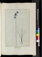 Disperis graminifolia Banks ex Steud., from South Africa