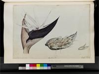 Strelitzia alba (L.f.) Skeels, from South Africa