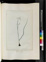 Iris tripetala L.f., from South Africa