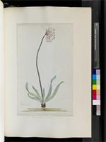 Amaryllis bivaginata Donn, from South Africa