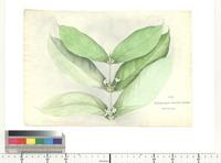 Diplosporopsis coffeoides Wernham, from Nigeria