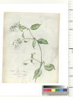 Barleria brownii S. Moore, from Nigeria