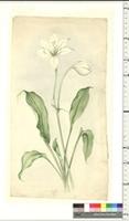 Crinum L., species from Nigeria