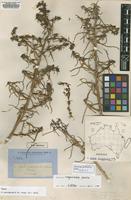 Type of Salsola macrophylla R.Br. [family CHENOPODIACEAE]