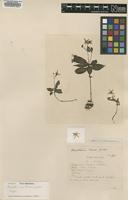 Isotype of Argostemma laxum Geddes [family RUBIACEAE]