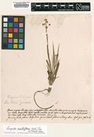 Filed as Luzula multiflora (Retz.) Lej. [family JUNCACEAE]