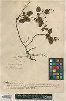Original material of Rubus caesius L. [family ROSACEAE]