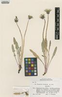 Isotype of Taraxacum irrigatum Kirschner & Štěpánek [family ASTERACEAE]