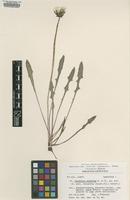 Paratype of Taraxacum subdolum Kirschner & Štěpánek [family ASTERACEAE]