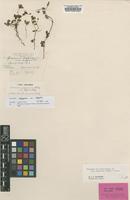 Holotype of Geranium papuanum Ridl. var. alpestre [family GERANIACEAE]