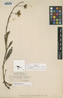 Type of Meconopsis florindae Kingdon-Ward [family PAPAVERACEAE]