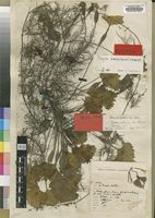 Isotype of Trapa natans Brenan var. africana [family TRAPACEAE]
