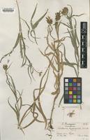 Type of Centaurea lugdunensis Jord. [family UNKNOWN]