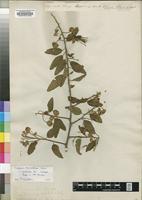 Holotype of Capparis puberula DC. [family CAPPARIDACEAE]